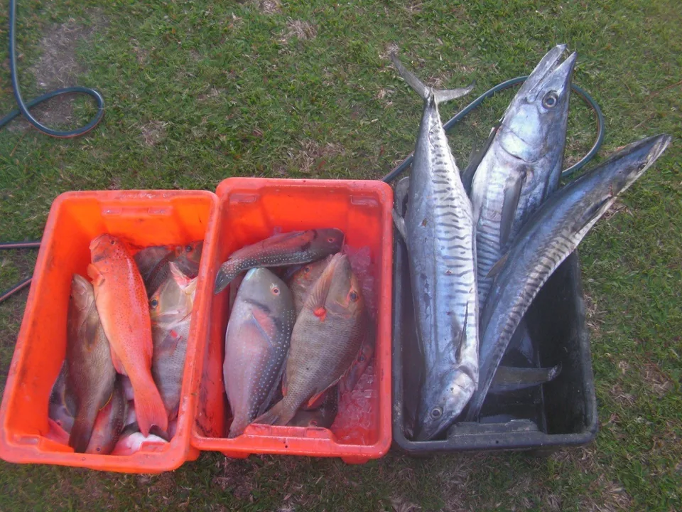 Assorted fish arranged in crates on the grass